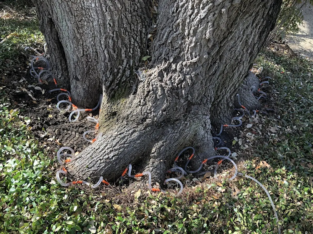 Detailed Tree Cabling and Bracing job site in Fine