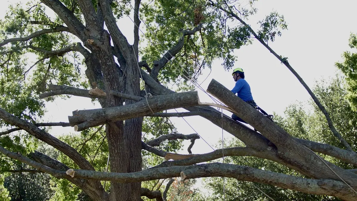 Professional Hazardous Tree Removal performed by certified arborists in Fine