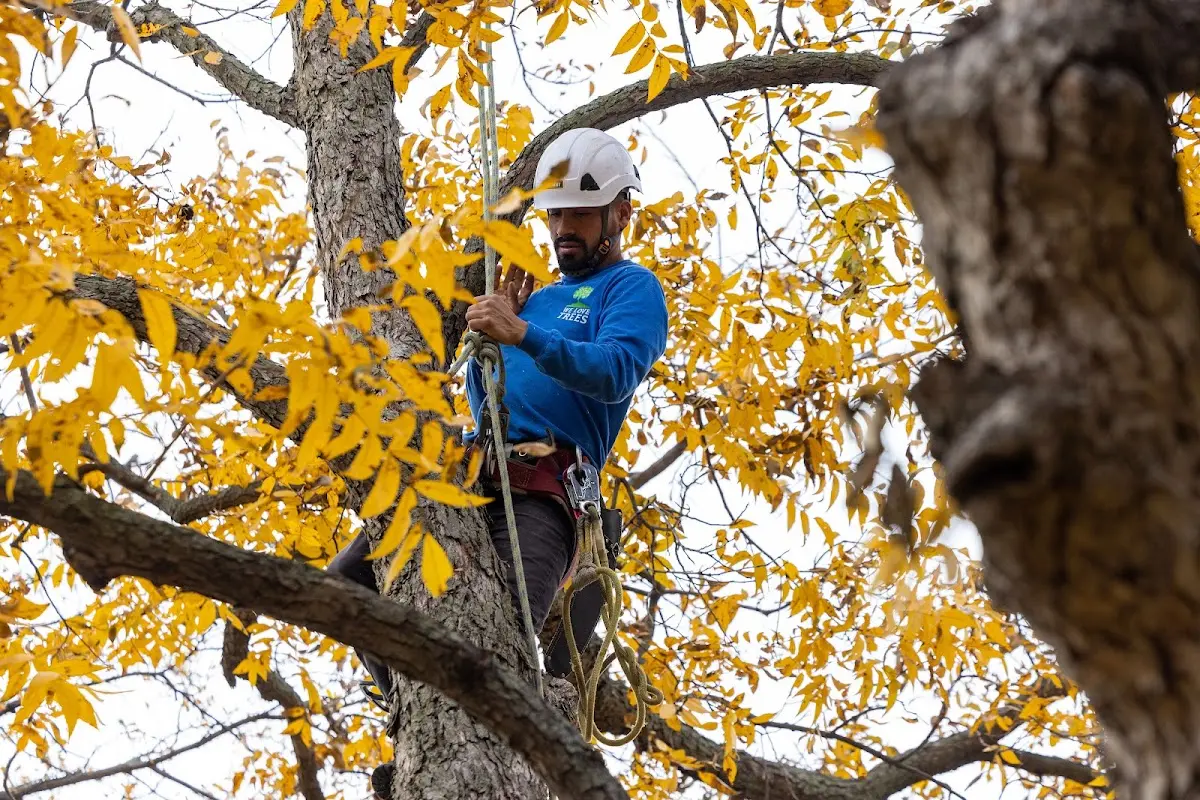 Skilled Tree Trimming crew working in Fine